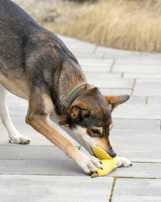 BUDDY. Hondenspeelgoed van wolvilt "Banaan"