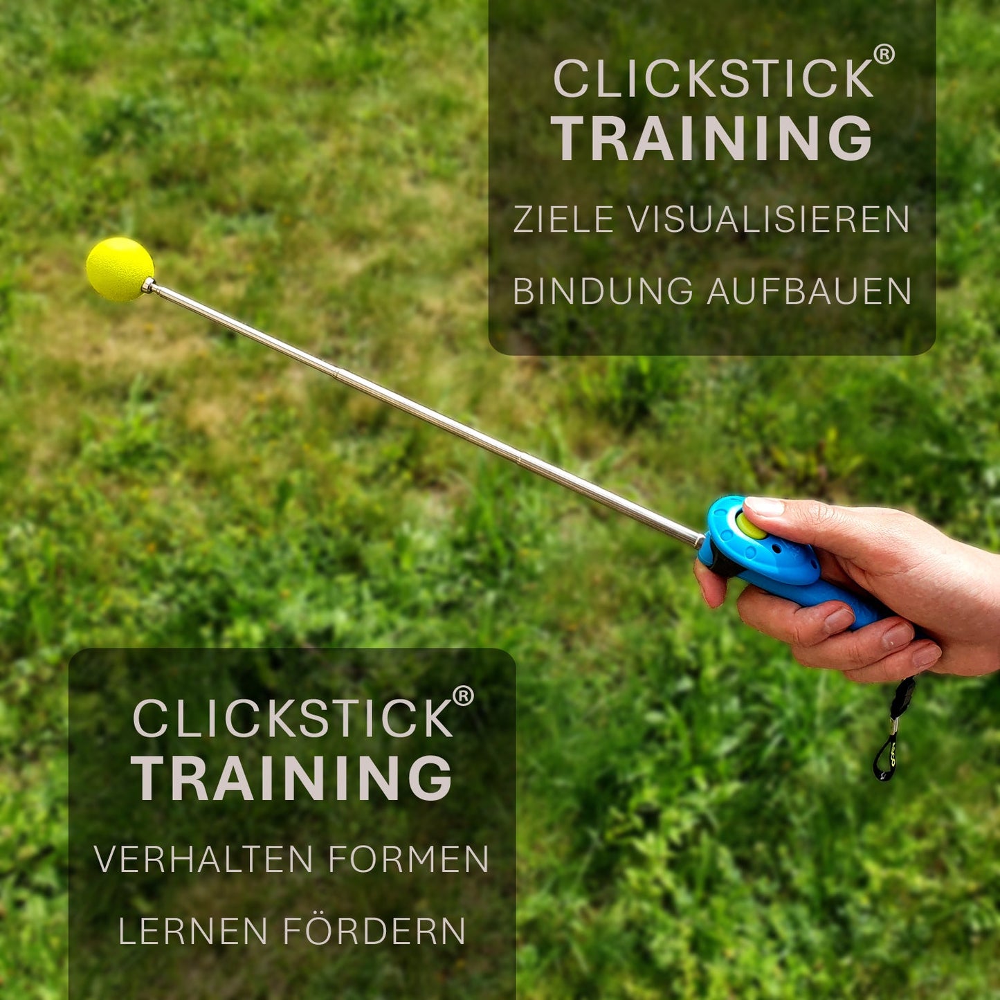 ASCO ClickStick - Richtstok met afneembare premium clicker - Richtstok voor hond kat clickertraining - Verlengbare richtstok met extra clicker - Richtstok voor richttraining