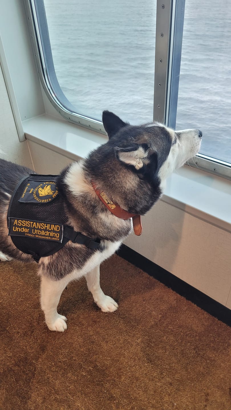 Leren hondenhalsband met goudkleurig merk, gegraveerde naam en telefoon