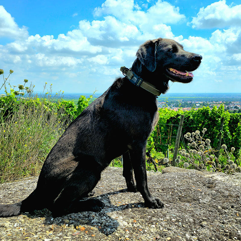 Tactische hondenhalsband met naam en handvat, gratis gravure op gesp