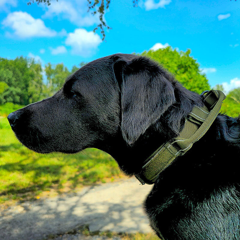 Tactische hondenhalsband met naam en handvat, gratis gravure op gesp