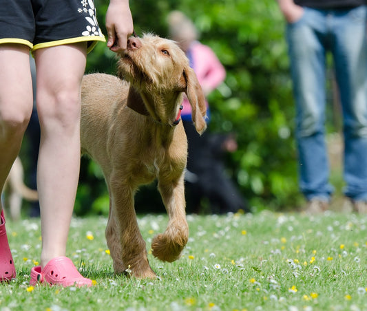 Partnerprogramm für Hundeschulen