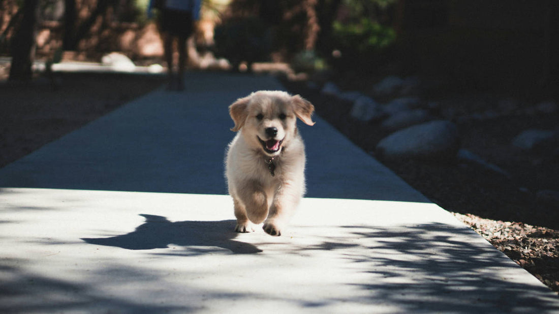 Welcher Hund passt zur mir