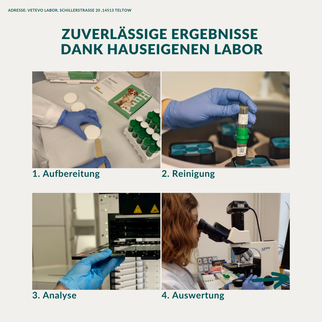 Wormtest Basic Hond Voordeelpakket 