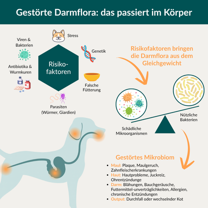 Darmflora Test Hond 