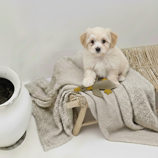 BUDDY. Hondenspeelgoed van leer "Kleine Eend" 
