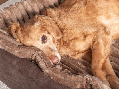 Hondenbed KUDDE veganistisch suède 