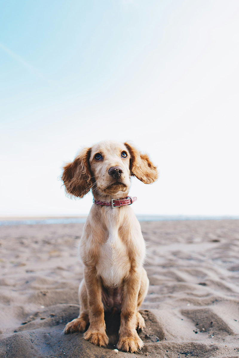 Hund verloren gegangen SOS